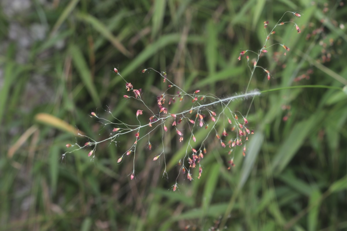 Panicum trichocladum Hack. ex K.Schum.